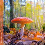 Calendrier Pictura 2022 Champignons 16 x 16 cm