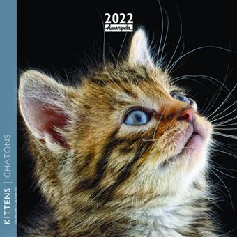 Calendrier Pictura 2022 Chatons 16 x 16 cm