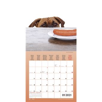 Calendrier TeNeues Funny Dogs 2021 30 x 30 cm