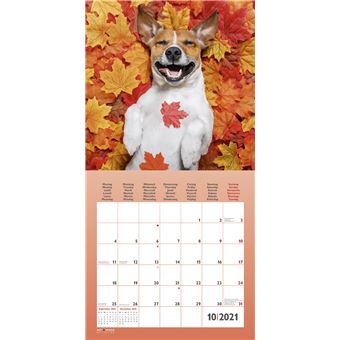 Calendrier TeNeues Funny Dogs 2021 30 x 30 cm