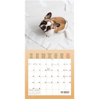 Calendrier TeNeues Funny Dogs 2021 30 x 30 cm