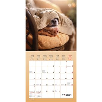 Calendrier TeNeues Funny Dogs 2021 30 x 30 cm