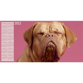 Calendrier TeNeues Funny Dogs 2021 30 x 30 cm