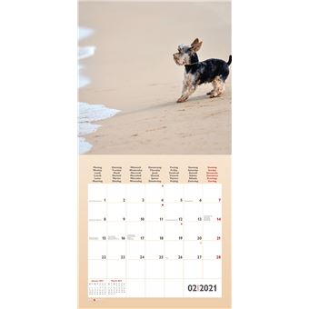 Calendrier TeNeues Funny Dogs 2021 30 x 30 cm