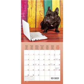 Calendrier TeNeues Funny Dogs 2021 30 x 30 cm