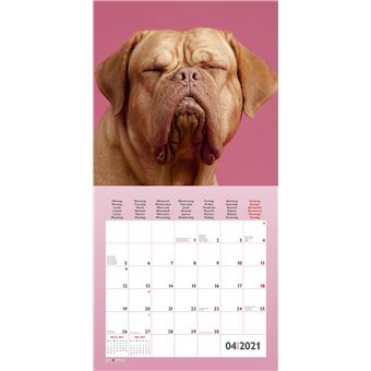 Calendrier TeNeues Funny Dogs 2021 30 x 30 cm