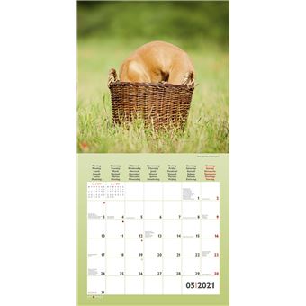 Calendrier TeNeues Funny Dogs 2021 30 x 30 cm