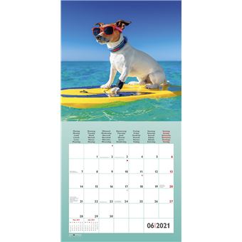 Calendrier TeNeues Funny Dogs 2021 30 x 30 cm