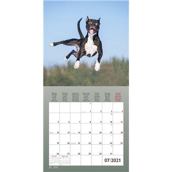 Calendrier TeNeues Funny Dogs 2021 30 x 30 cm