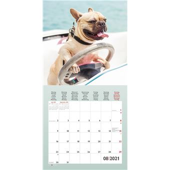 Calendrier TeNeues Funny Dogs 2021 30 x 30 cm