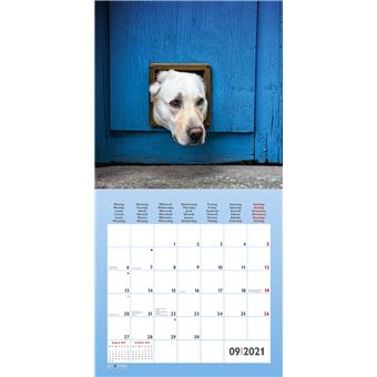 Calendrier TeNeues Funny Dogs 2021 30 x 30 cm