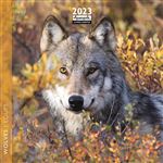 CALENDRIER 2023 16 X16 LOUPS