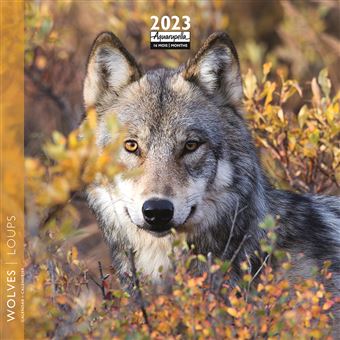 CALENDRIER 2023 16 X16 LOUPS