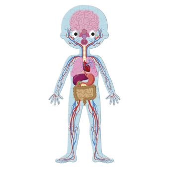 Jeu de réflexion Janod 4 puzzles éducatifs Le corps humain