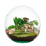 Plantes Directplant Terrarium rond Fittonia