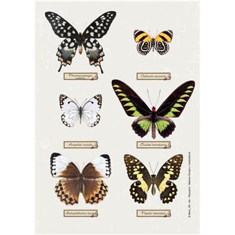 Agenda journalier Exacompta 2021 2022 Forum Curiosités