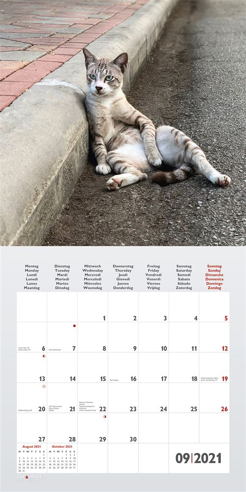 Calendrier Teneues Funny Cats 2021 30 X 30 Cm Calendrier Planning Et Ephemeride Achat Prix Fnac