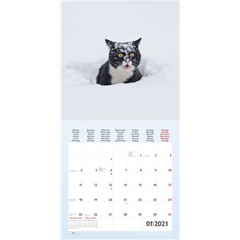 Calendrier TeNeues Funny Cats 2021 30 x 30 cm