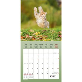 Calendrier TeNeues Funny Cats 2021 30 x 30 cm