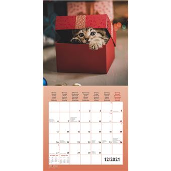 Calendrier TeNeues Funny Cats 2021 30 x 30 cm