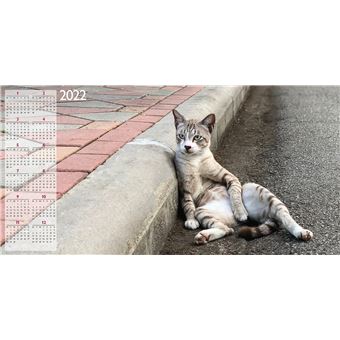 Calendrier TeNeues Funny Cats 2021 30 x 30 cm