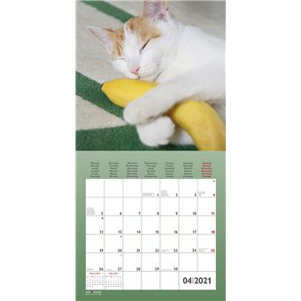 Calendrier TeNeues Funny Cats 2021 30 x 30 cm