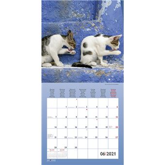 Calendrier TeNeues Funny Cats 2021 30 x 30 cm