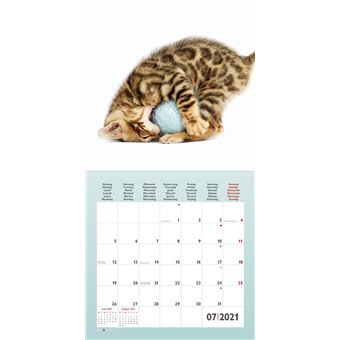 Calendrier TeNeues Funny Cats 2021 30 x 30 cm