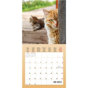 Calendrier TeNeues Funny Cats 2021 30 x 30 cm