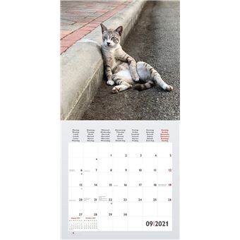 Calendrier TeNeues Funny Cats 2021 30 x 30 cm