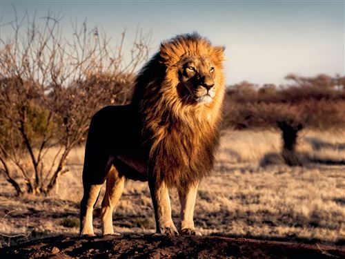 Puzzle 1500 Pièces Ravensburger Lion