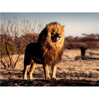 Puzzle 1500 pièces Ravensburger Lion