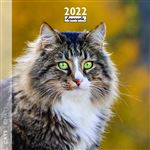 Calendrier Pictura 2022 Chats 30 x 30 cm