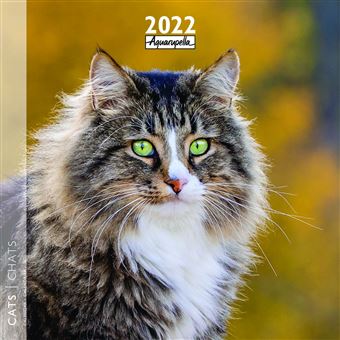 Calendrier Pictura 2022 Chats 30 x 30 cm