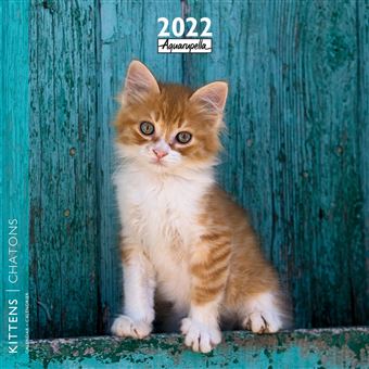 Calendrier Pictura 2022 Chatons 30 x 30 cm