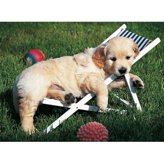 Puzzle Golden Retriever 500 Pieces Ravensburger