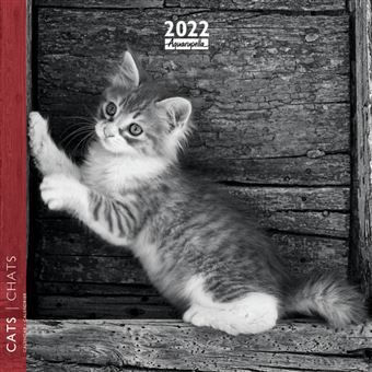 Calendrier Pictura 2022 Chats 16 x 16 cm Noir et Blanc