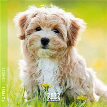 Calendrier Pictura 2022 Chiots 16 x 16 cm