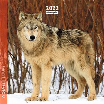 Calendrier Pictura 2022 Loups 16 x 16 cm