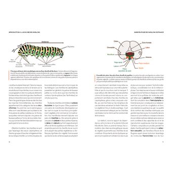 Guide pratique des papillons de France