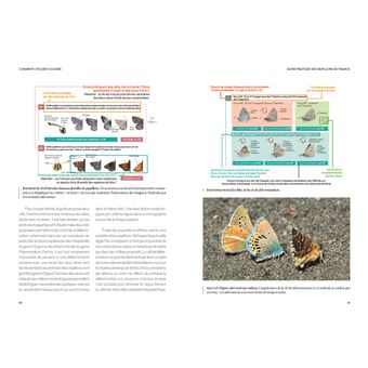 Guide pratique des papillons de France