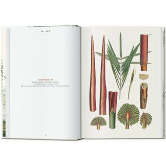Martius. The Book of Palms. 40th Ed.