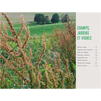 Plantes sauvages médicinales - Les 50 plantes essentielles et leurs usages