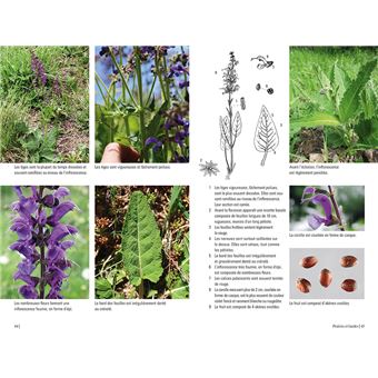 Plantes sauvages médicinales - Les 50 plantes essentielles et leurs usages