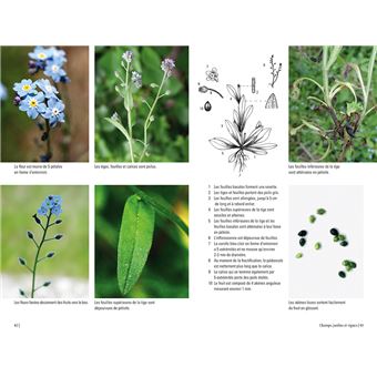 Plantes sauvages médicinales - Les 50 plantes essentielles et leurs usages