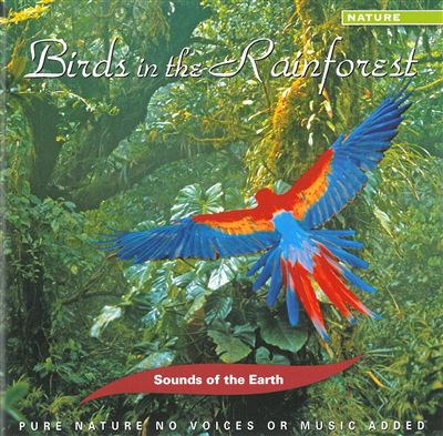 Birds in the Rainforest