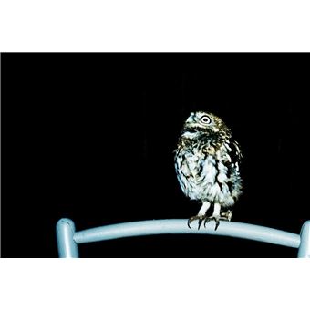 Je marcherai sur tes traces