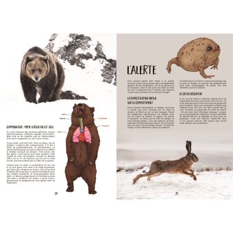 Les chats ne font pas miaou !