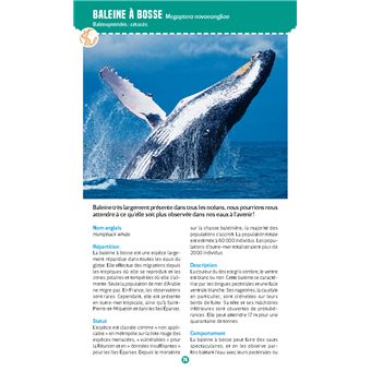 Mammifères marins. Observer et reconnaître 50 espèces des eaux françaises