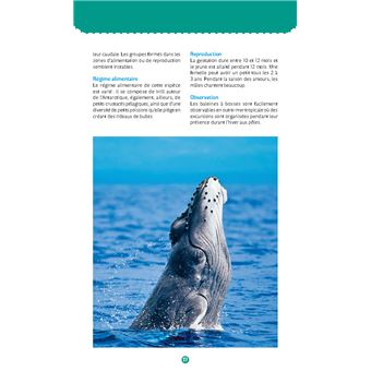 Mammifères marins. Observer et reconnaître 50 espèces des eaux françaises